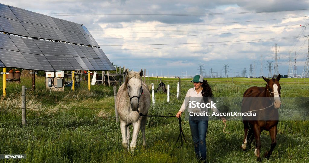 Female farmer walks through field with horses next to solar energy panels She walks through farm field at dawn Canada Stock Photo