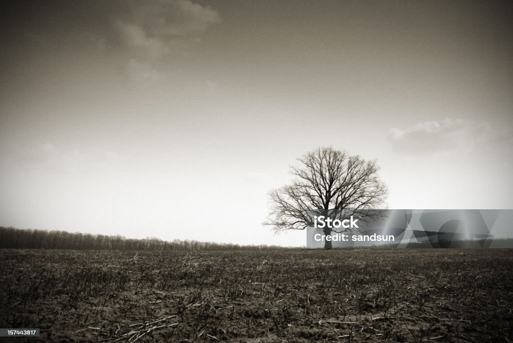 Solitario - Foto de stock de Blanco - Color libre de derechos