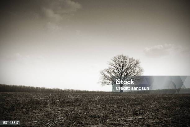 Solitario Foto de stock y más banco de imágenes de Blanco - Color - Blanco - Color, Color negro, Árbol