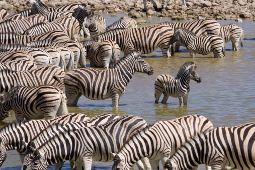 Burchell's zebras, Etosha National Park, Namibia