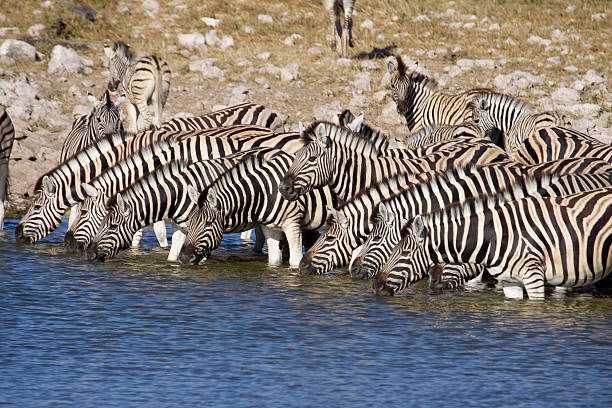 istock Line of Plains Zebra Drink at Watering Hole, Africa 157443903