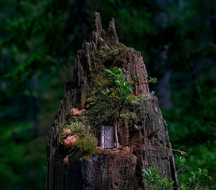 An old fallen tree with small wooden door, magical place for children