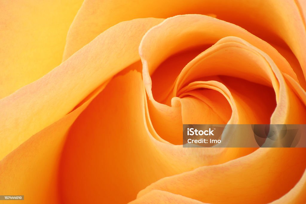 Close-up di una rosa - Foto stock royalty-free di Arancione