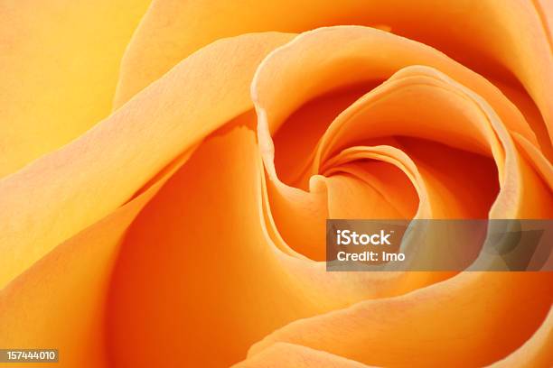 Closeup Di Una Rosa - Fotografie stock e altre immagini di Arancione - Arancione, Spirale - Ricciolo, Capolino