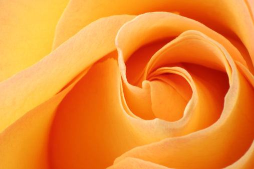 Close-up of a rose in orange.                   