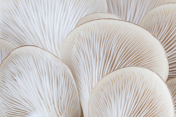 Close up of white colored Oyster mushroom Macro of the gills of the oyster mushroom (Pleurotus ostreatus). Photo taken from below showing the gills on the underside of this edible mushroom. Shallow depth of focus with sharpest focus on the the gills at the center of the image. Shot with 100 mm macro lens on a Canon 20D at ISO 100. extreme close up stock pictures, royalty-free photos & images