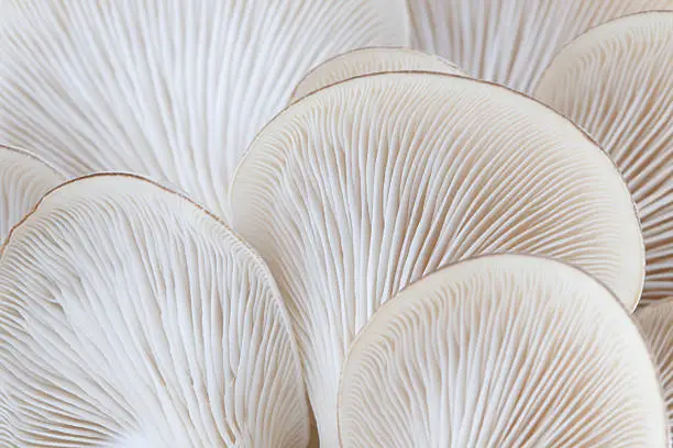 Photo of Close up of white colored Oyster mushroom