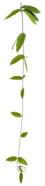 creeper plant with clipping path included. - liaan stockfoto's en -beelden