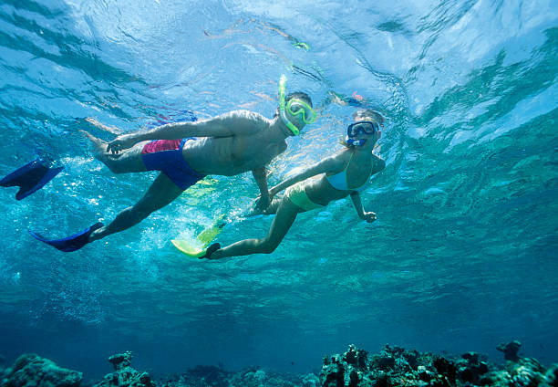 mergulho com snorkel - mergulho livre - fotografias e filmes do acervo