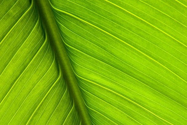 leuchtendes grün nervatur in makro - close up macro stock-fotos und bilder