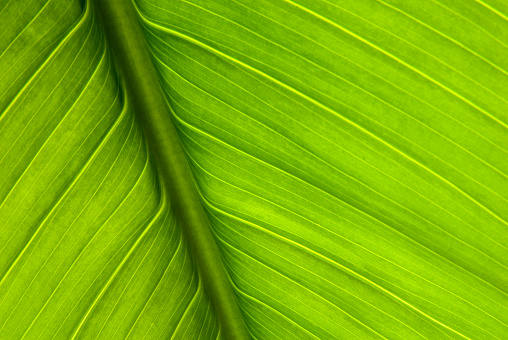 Coconut leaves or Coconut fronds, Green plam leaves, Tropical foliage isolated on white background with clipping path