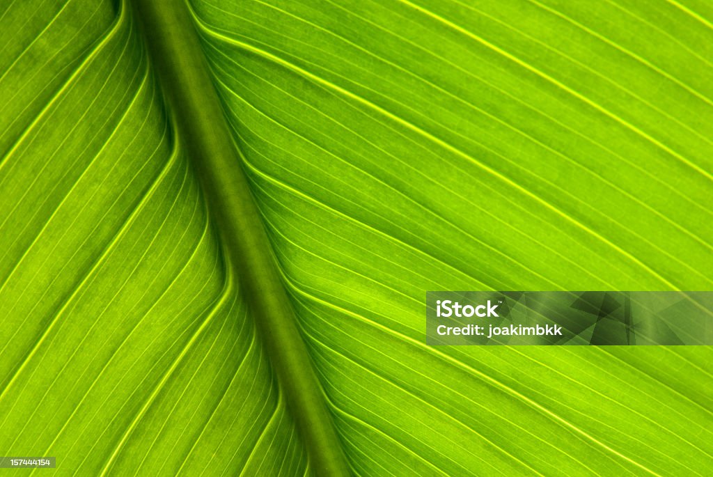 Close-up of green plant leaf and stem Macro picture of a plant leaf. Leaf Stock Photo