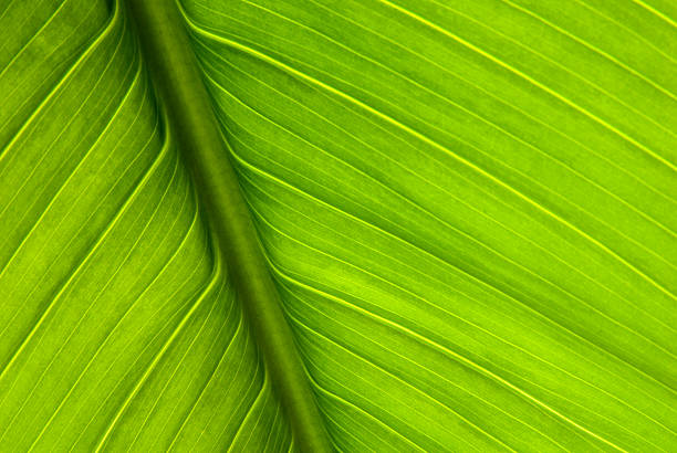 Close-up of green plant leaf and stem Macro picture of a plant leaf. palm leaf photos stock pictures, royalty-free photos & images