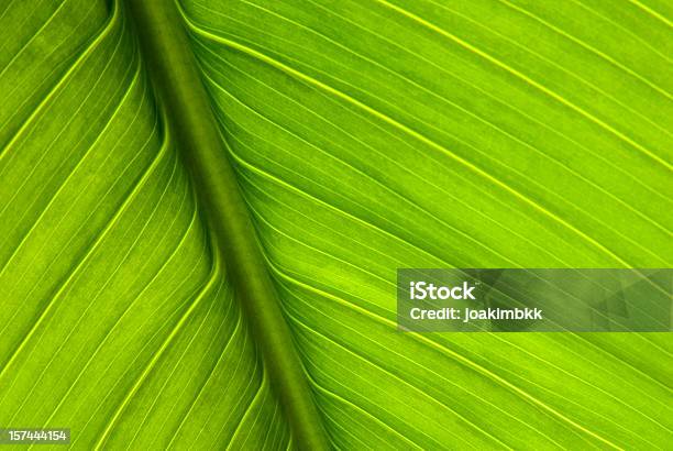 Closeup Of Green Plant Leaf And Stem Stock Photo - Download Image Now - Leaf, Macrophotography, Close-up