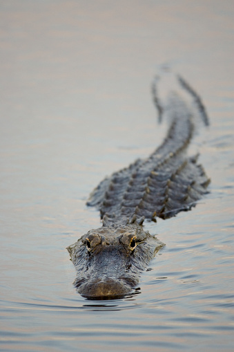 Saltwater crocodile floating in green swamp water showing its head