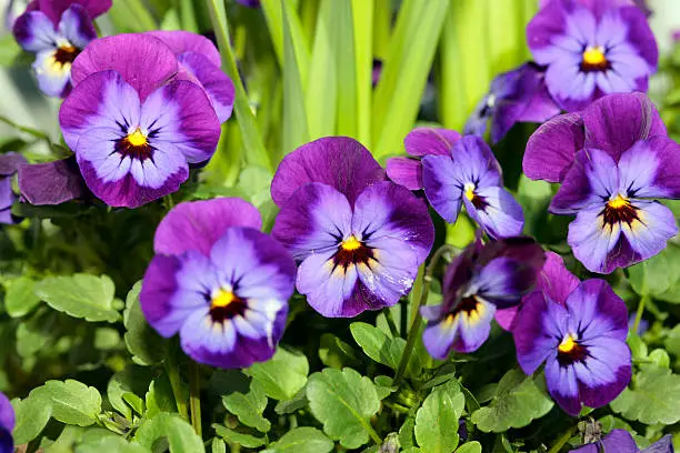Colorful pansies in a row.