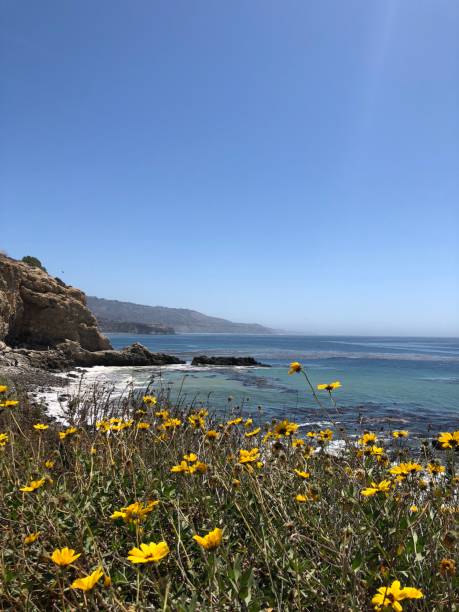 istock Yellow Flowers and Ocean 1574442764