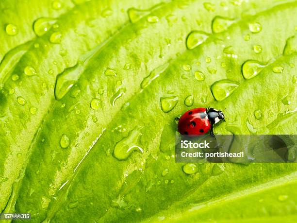 De Mariquita Foto de stock y más banco de imágenes de Mariquita - Mariquita, Agua, Primer plano