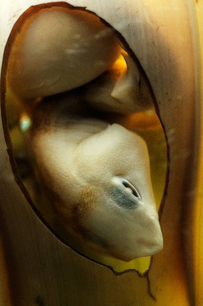 areia ovos de tubarão - fetus - fotografias e filmes do acervo