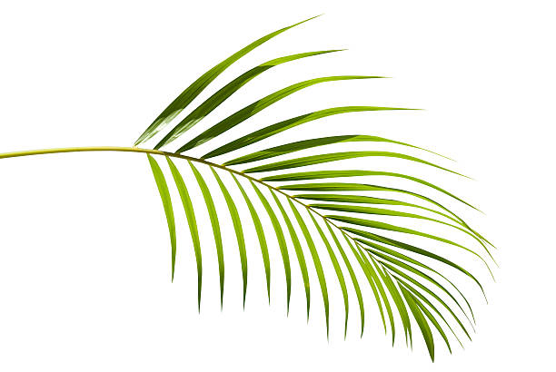 vert tropical feuille de palmier isolé sur blanc avec un tracé de détourage - feuille de palmier photos et images de collection