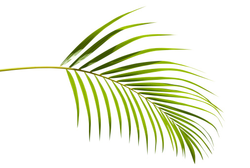 Tropical green palm leaf isolated on white with clipping path