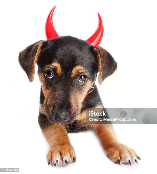 Unschuldigen Devil Welpe Stockfoto und mehr Bilder von Gehörn - Gehörn, Teufel, Bizarr