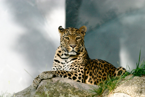 The critically endangered Amur Leopard (Panthera pardus orientalis or Panthera pardus amurensis) is one of the rarest felids in the world with estimates of between 25 to 40 known individuals remaining in the wild.