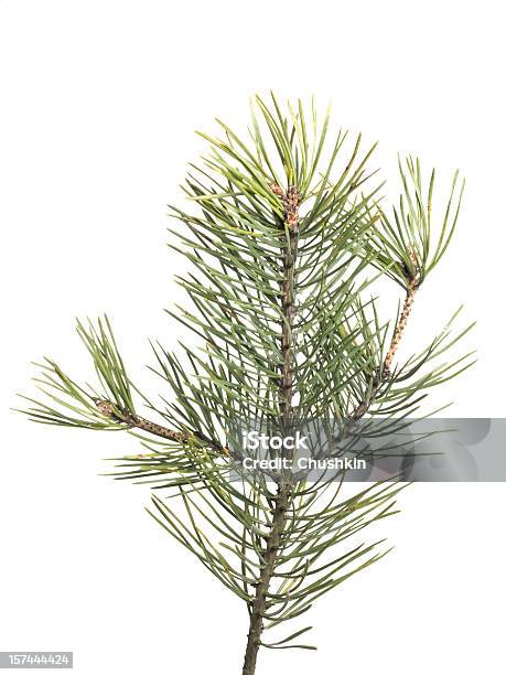 Pine - Fotografie stock e altre immagini di Abete - Abete, Ago - Parte della pianta, Close-up