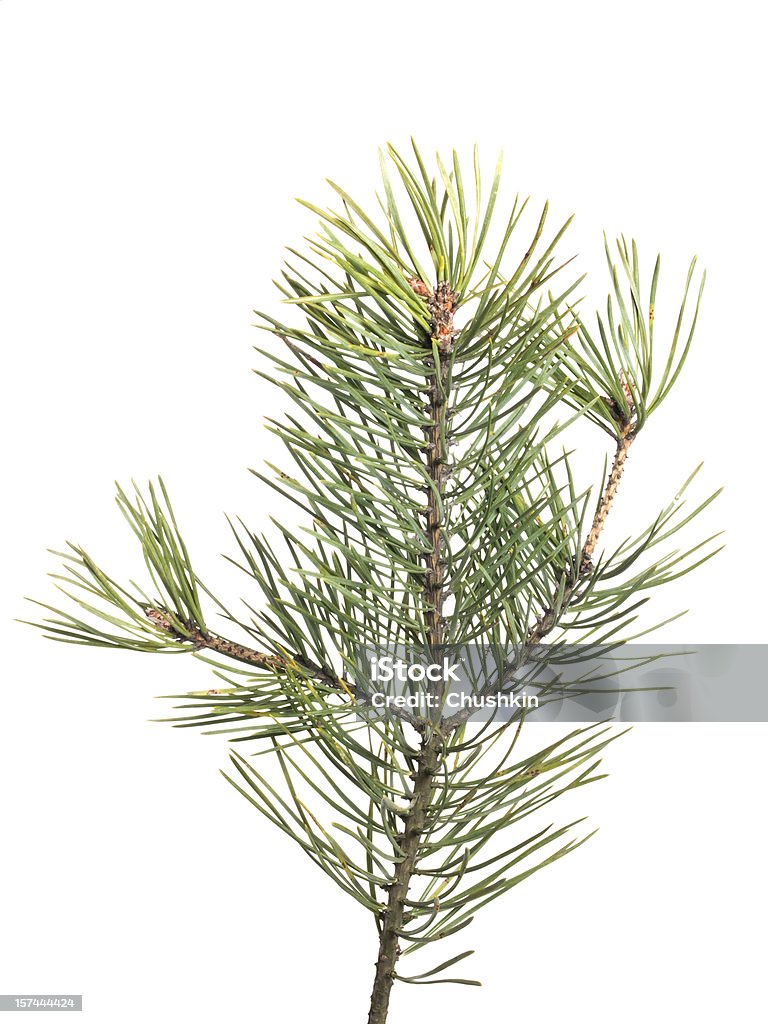 Pine - Royalty-free Abeto Foto de stock