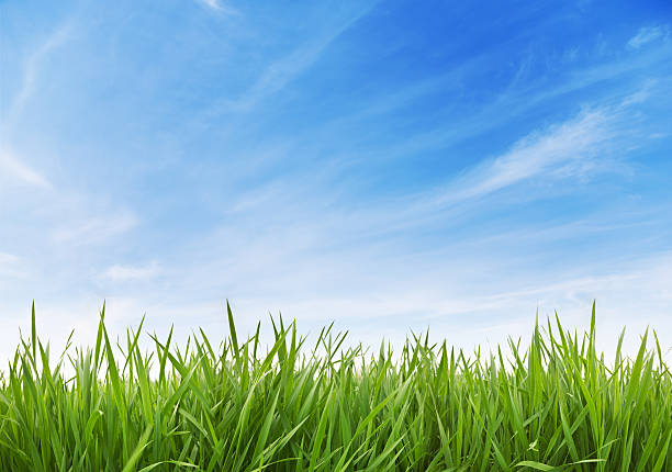 зеленая трава и небо xxxl 70 mpx - травинка стоковые фото и изображения