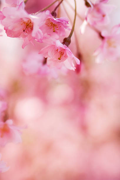 Close-up bokeh image of pink cherry blossom stock photo