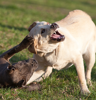 two dogs play: white labrador retriever and black pitbull terrier