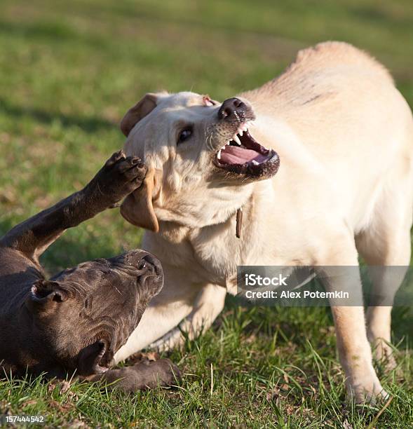 Two Dogs Play Labrador Retriever And Pitbull Terrier Stock Photo - Download Image Now