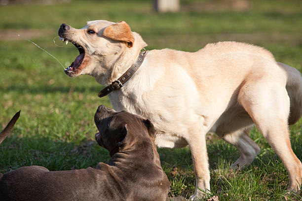 labrador retriever playing with pit bull terrier - 比特犬 個照片及圖片檔