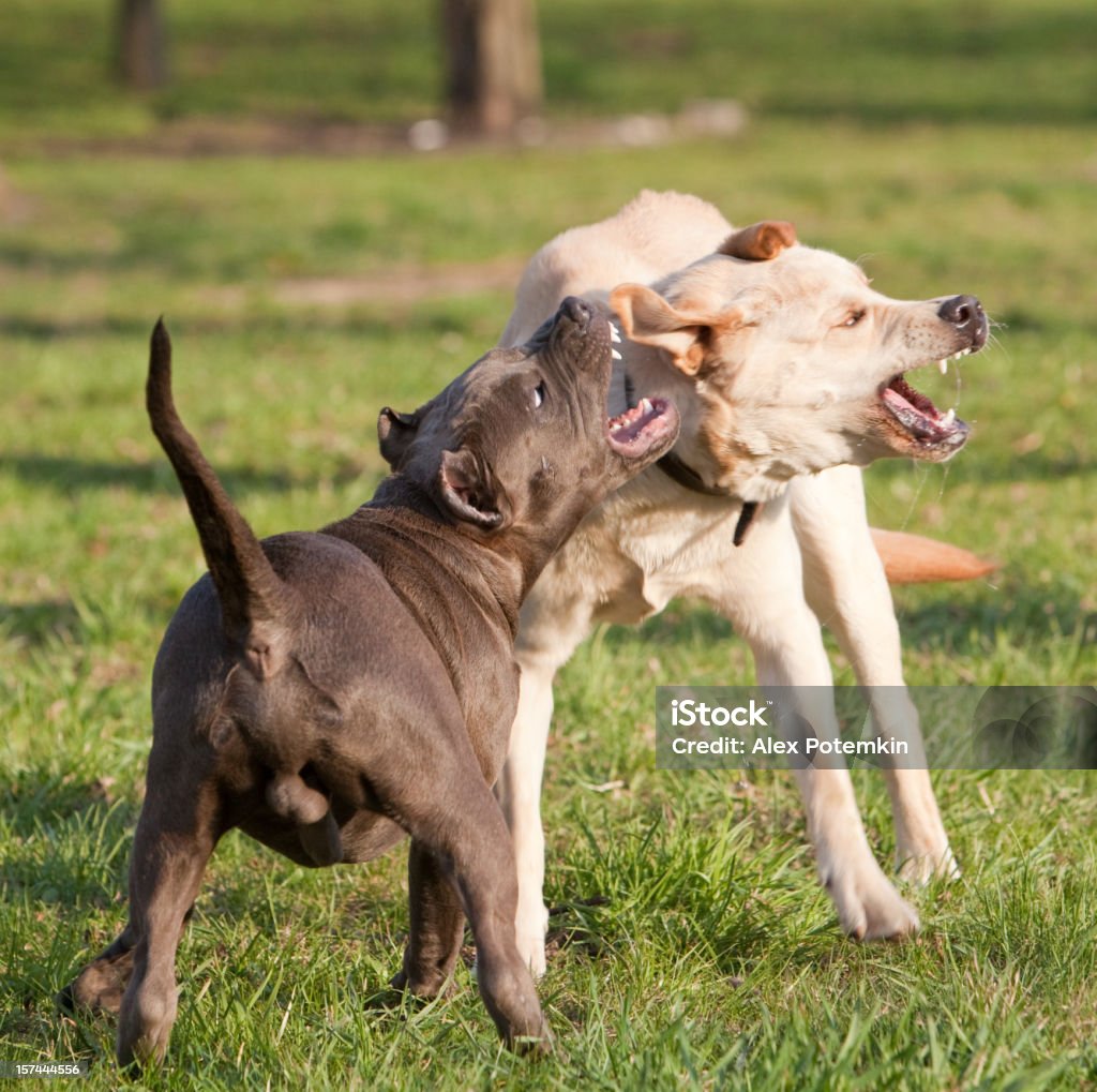 Two Agressive Dogs Labrador Retriever Fight With Pitbull Terrier Stock