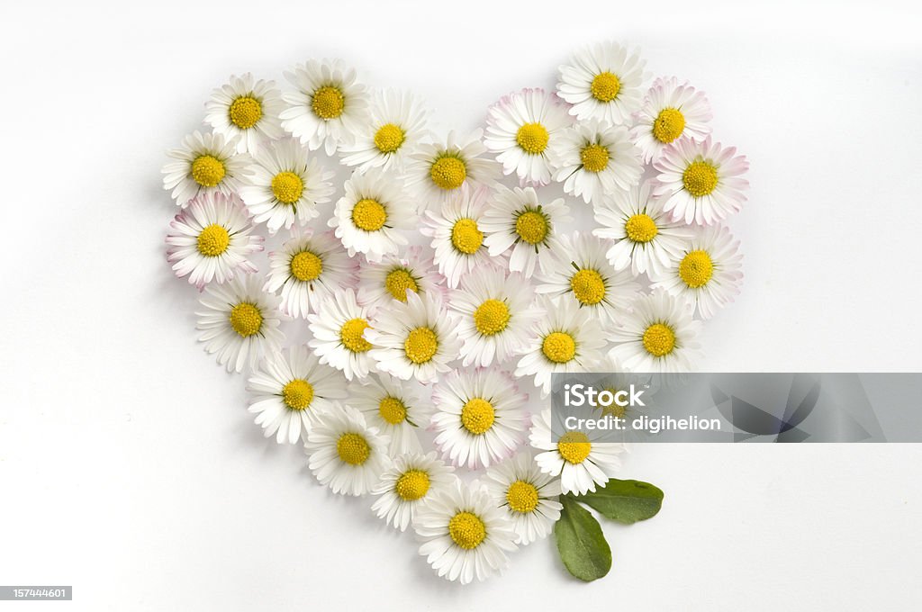 Herz aus Blumen auf weißem Hintergrund. - Lizenzfrei Gänseblümchen - Gattung Stock-Foto