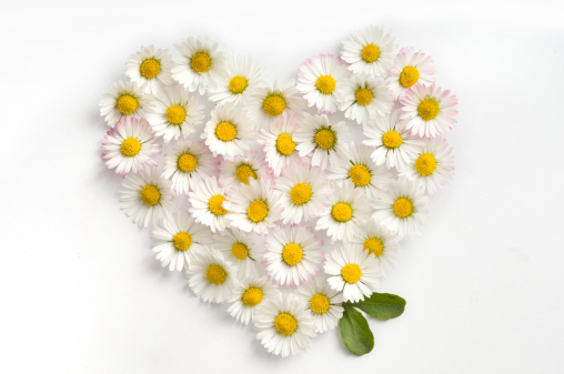 Heart made of yellow-white flowers of daisy and two green petals on white background. Studio shot.