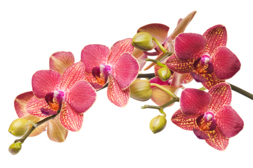Bunch of fresh Red and Magenta orchid flowers isolated on white background.