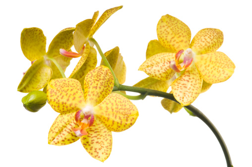 Bunch of Yellow orchid flowers with pink spots isolated on white background.
