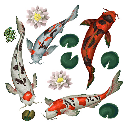 Koi fishes and lotus isolated. Vector