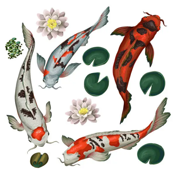 Vector illustration of Koi fishes and lotus isolated. Vector.