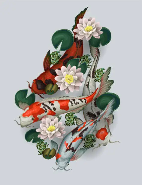 Vector illustration of Koi fishes and lotus isolated. Vector.