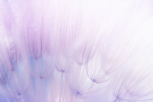 White dandelion in a forest at sunset. Macro image, shallow depth of field. Abstract summer nature background