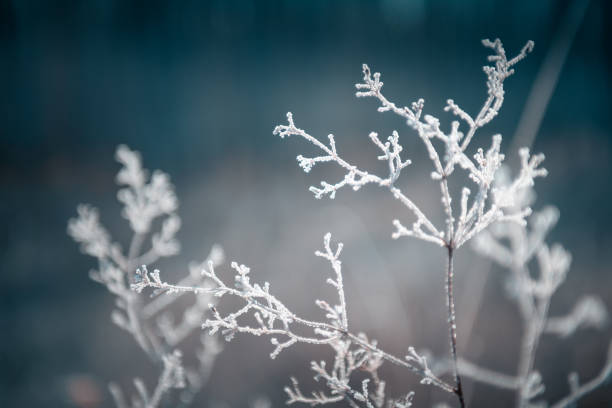 istock Frost-covered plants in winter forest. Macro image. Winter nature background 1574456064
