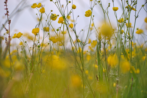 Ranunculus flower in a spring meadow