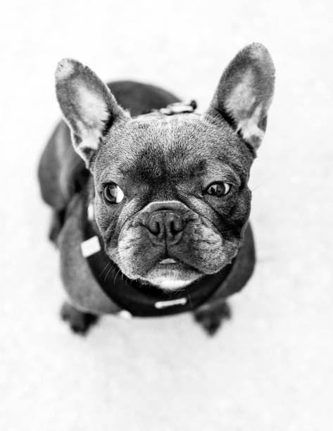 istock Quirky French bulldog 1574458265