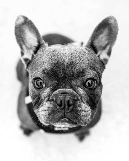istock Quirky French bulldog 1574458275
