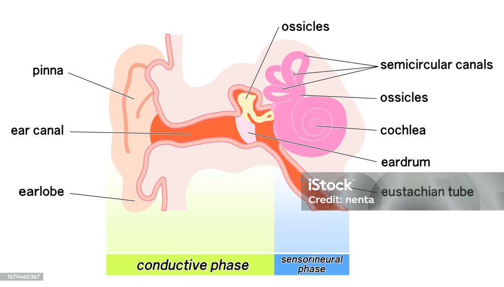 Ear Digram Signia Colorful Schematic Diagram Of The Simple Ear Structure Stock ...