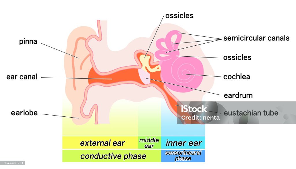 Ear Diogram Simple Colorful Schematic Diagram Of The Simple Ear Structure Stock ...