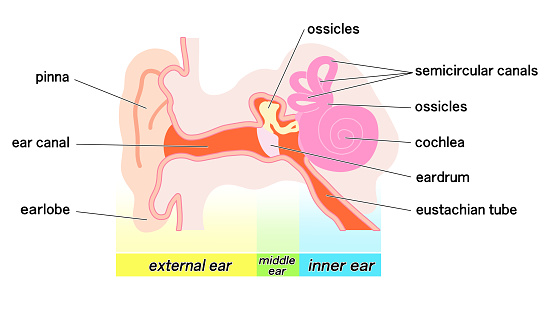 Simplified Ear Colorful Schematic Diagram Of The Simple Ear Structure Stock ...